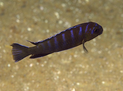 Chindongo elongatus 'Hongi Island'